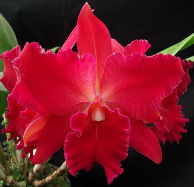Cattleya Vallezac 'Evelyn'