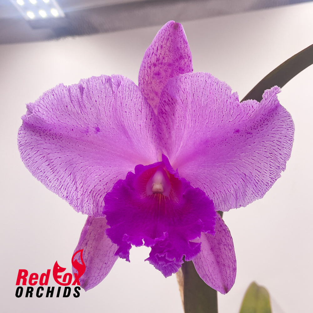 Rhyncholaeliocattleya Burdekin Dream 'DJ' x C. Caudebec 'Spots'