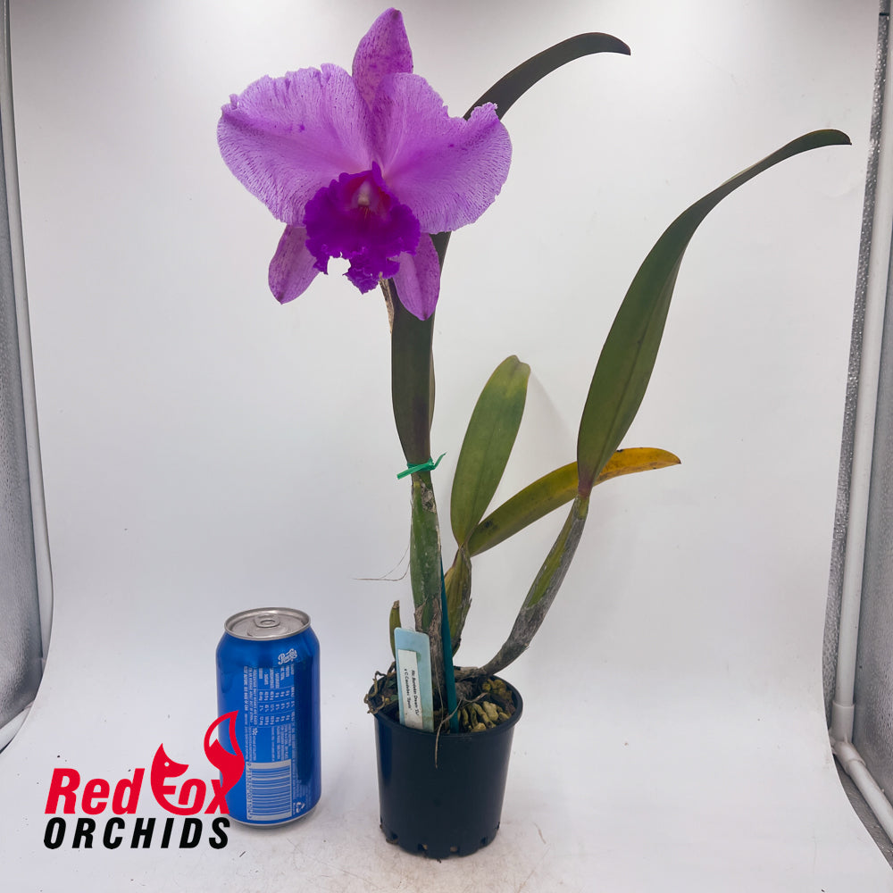 Rhyncholaeliocattleya Burdekin Dream 'DJ' x C. Caudebec 'Spots'