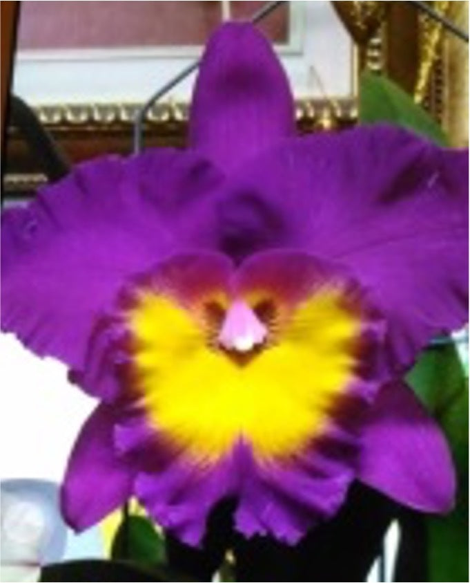 Rhyncholaeliocattleya Chunfong Red