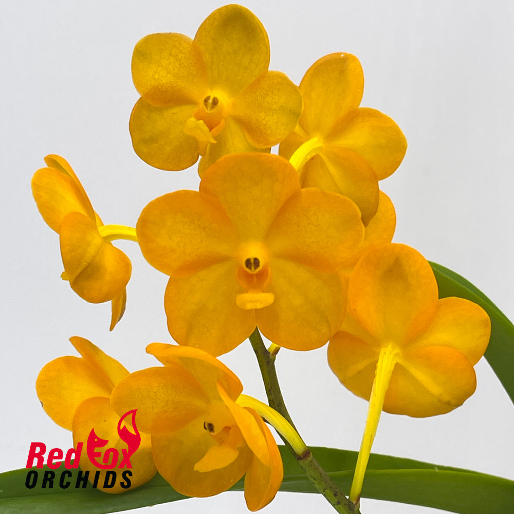 Vanda Ladda Gold