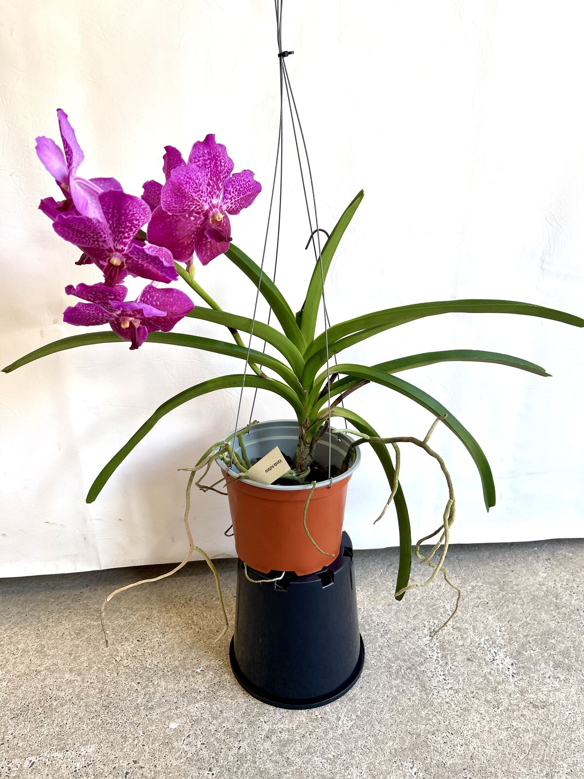 Vanda kultana