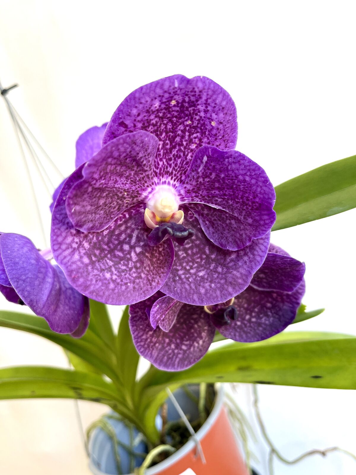 Ascoenda kulwadee fragrance X Vascostylis tristar