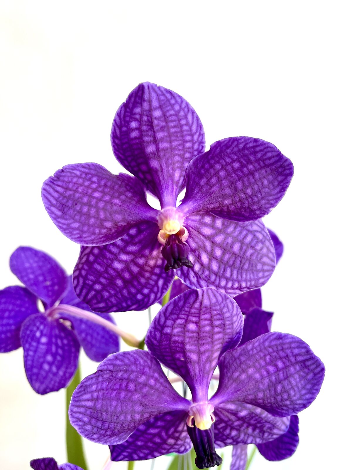 Vanda Annette Jones X (Ascocenda mungkud X Vanda chavananand butterfly)