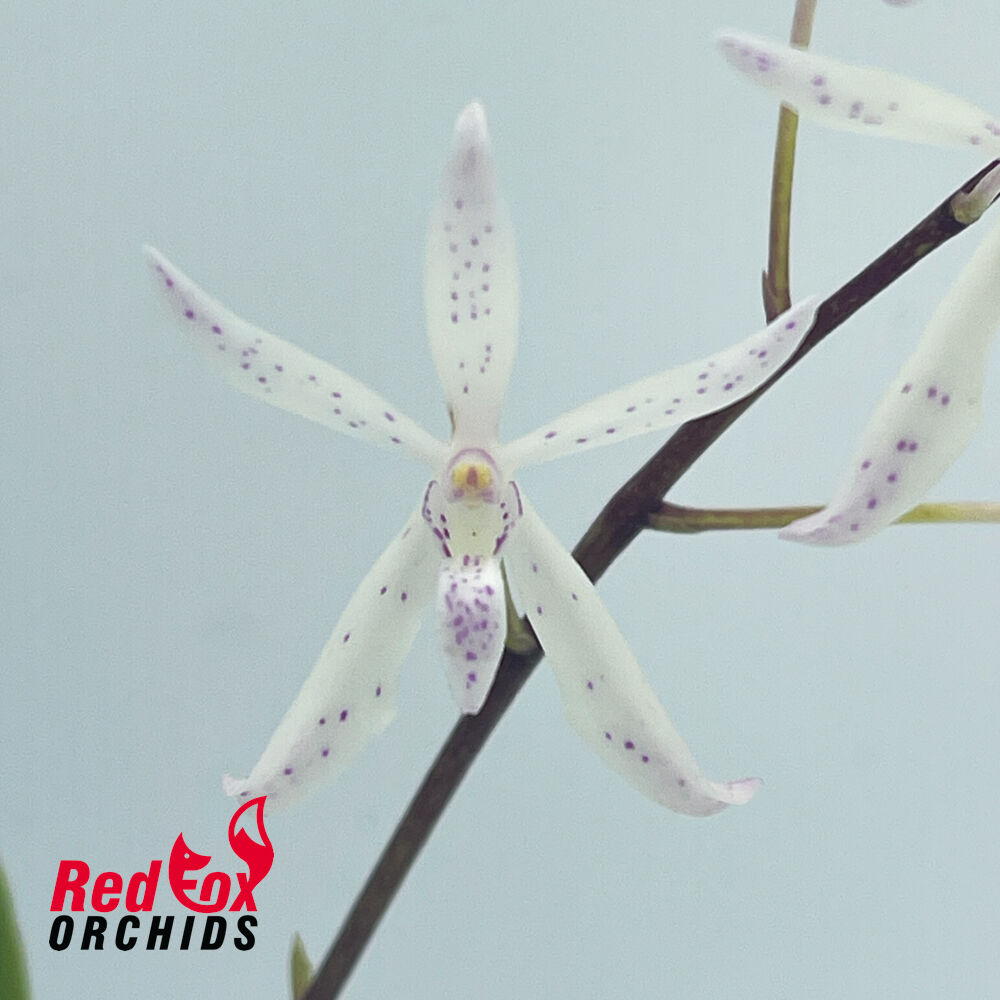 Renanthera John Losgar x V. garayi