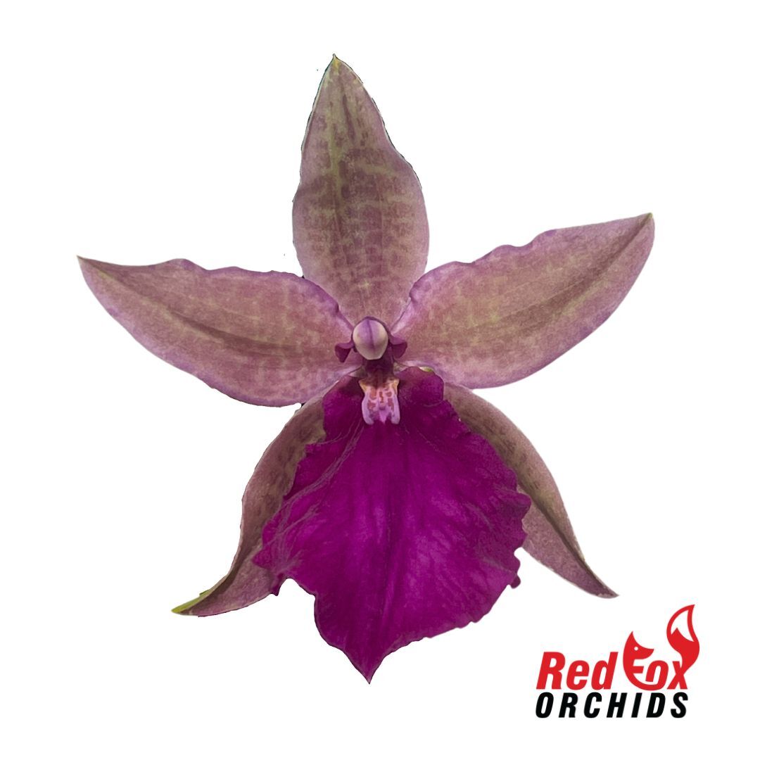 Odontonia Pacific Paranoia 'Salinas'