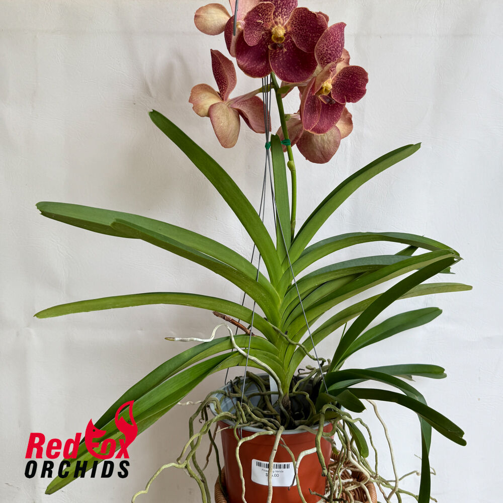 Vanda Adisak Happiness