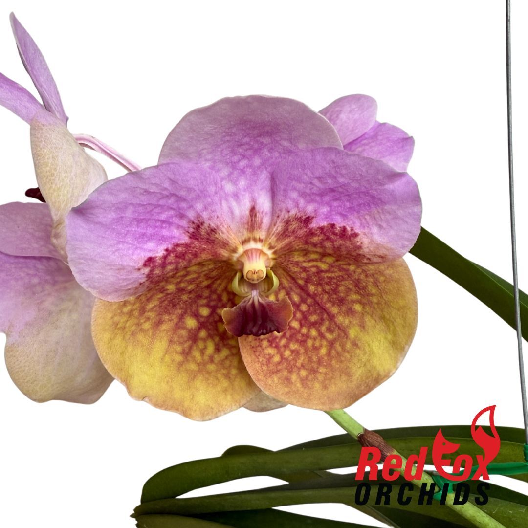 Vanda Two Tone Phairot