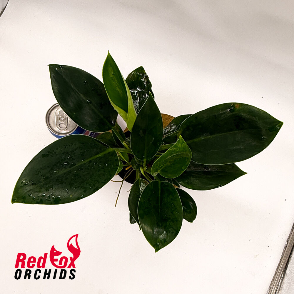 Philodendron Congo Apple