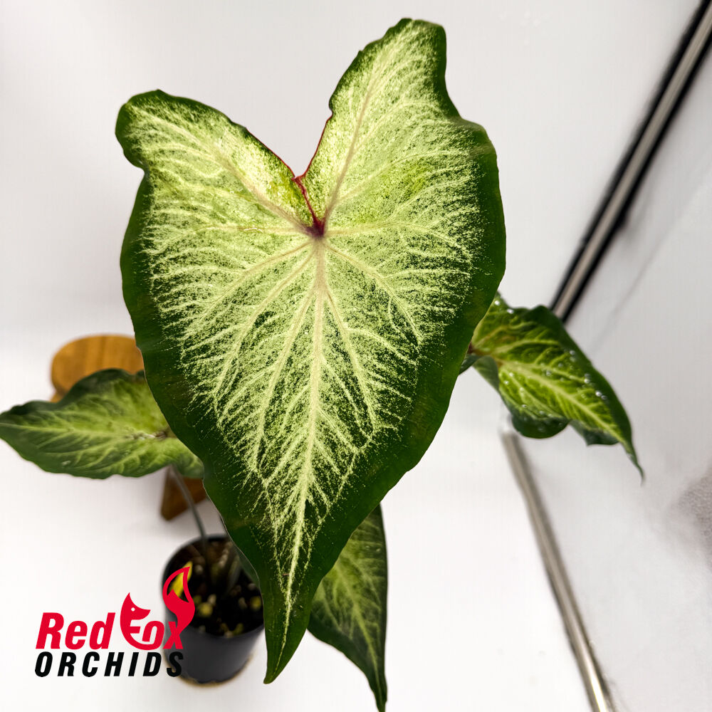 Caladium 'Aaron'