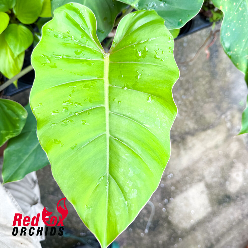 Philodendron Jungle Fever