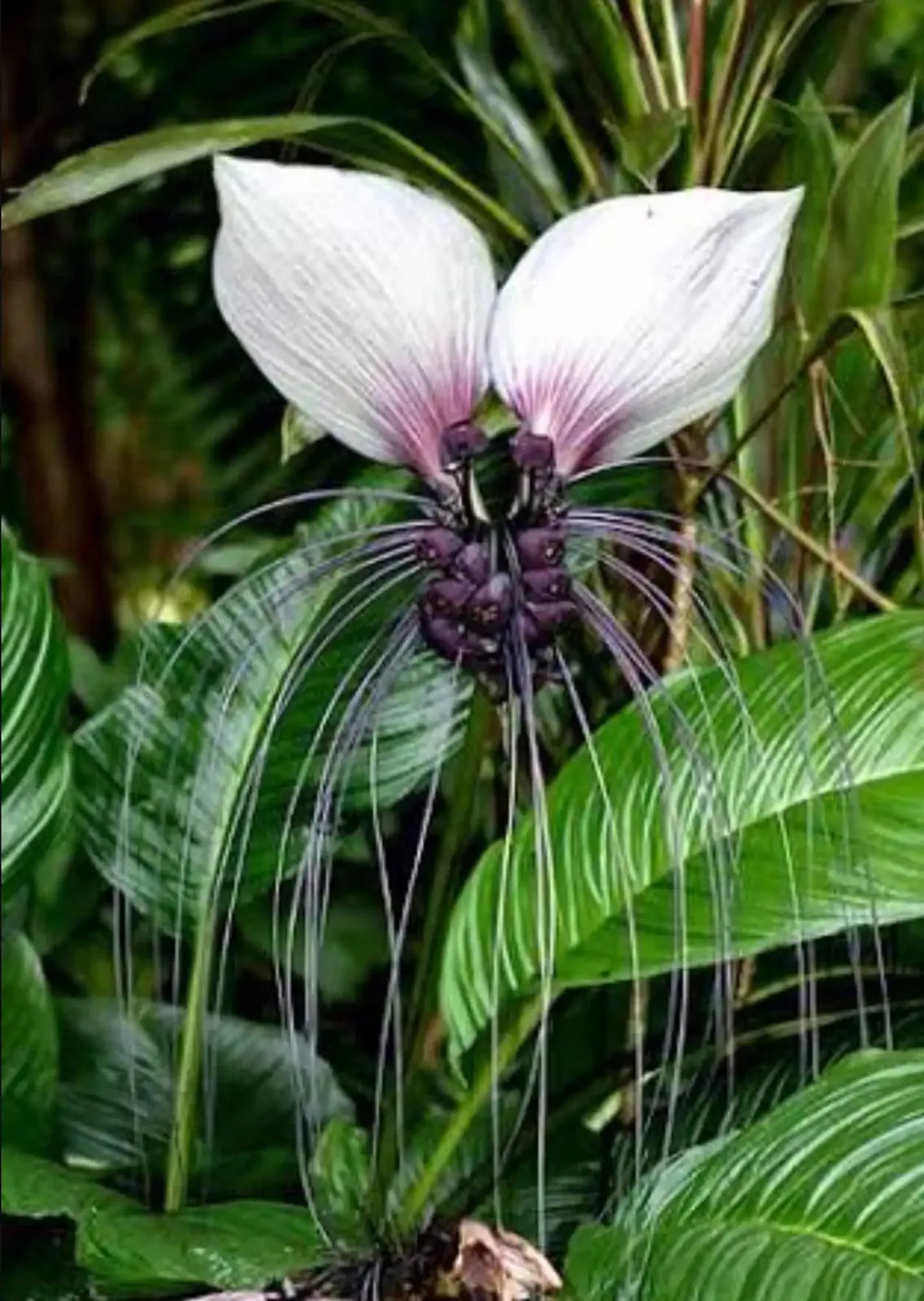 Tacca integrifolia (Bat Plant - White)