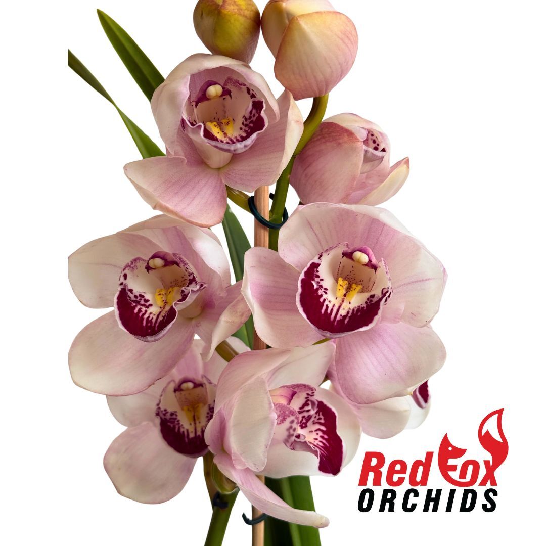 Cymbidium Barrita Mex