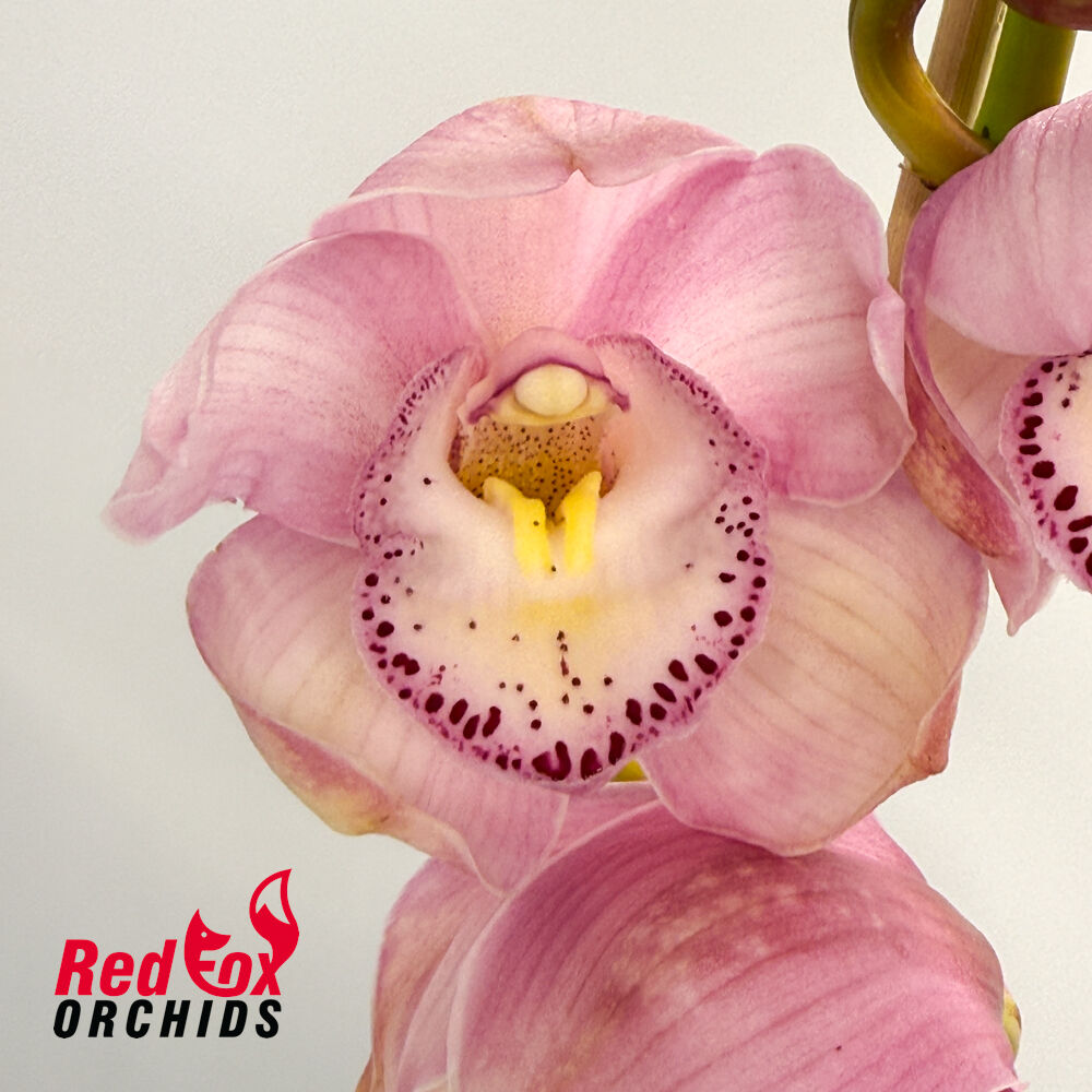 Cymbidium Sylva Atom
