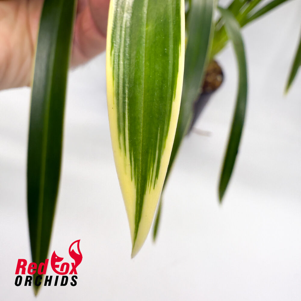 Cymbidium Happy Days 'Green Dragon' (Variegated)