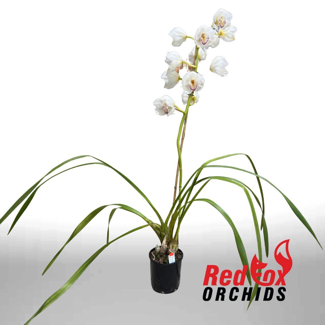 Cymbidium Cronulla Era x (Justis Pearl x Fresh Charisma)