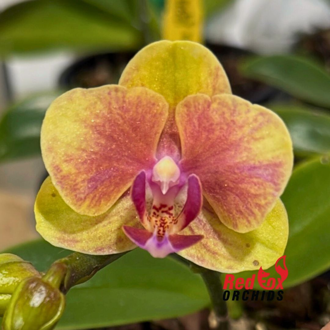 Phalaenopsis Grazia