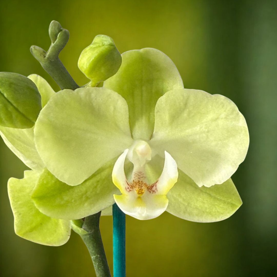 Phalaenopsis Sunshower