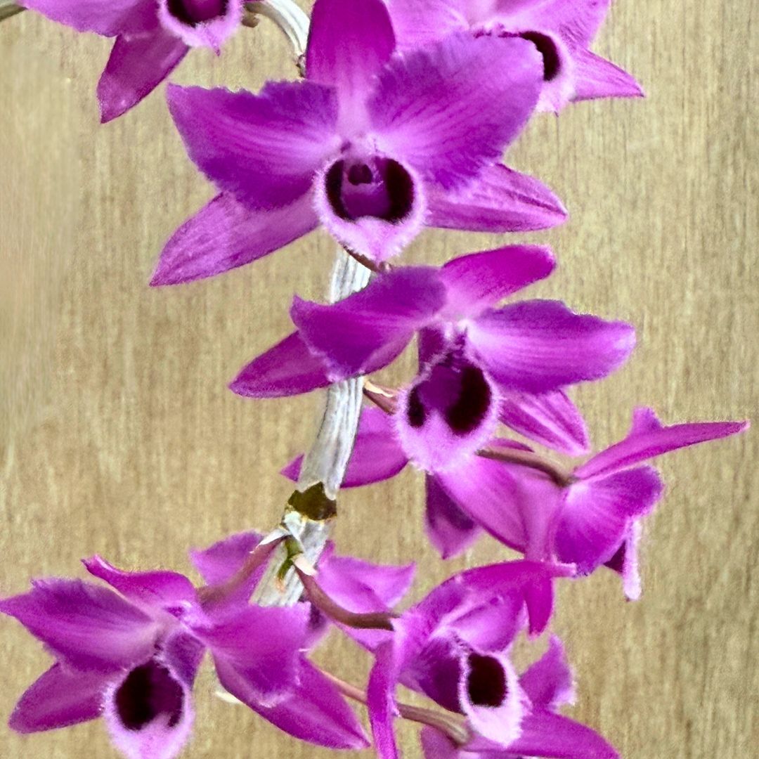 Dendrobium parishii