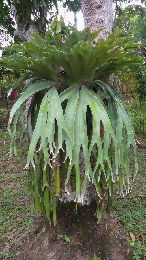 Platycerium andinum