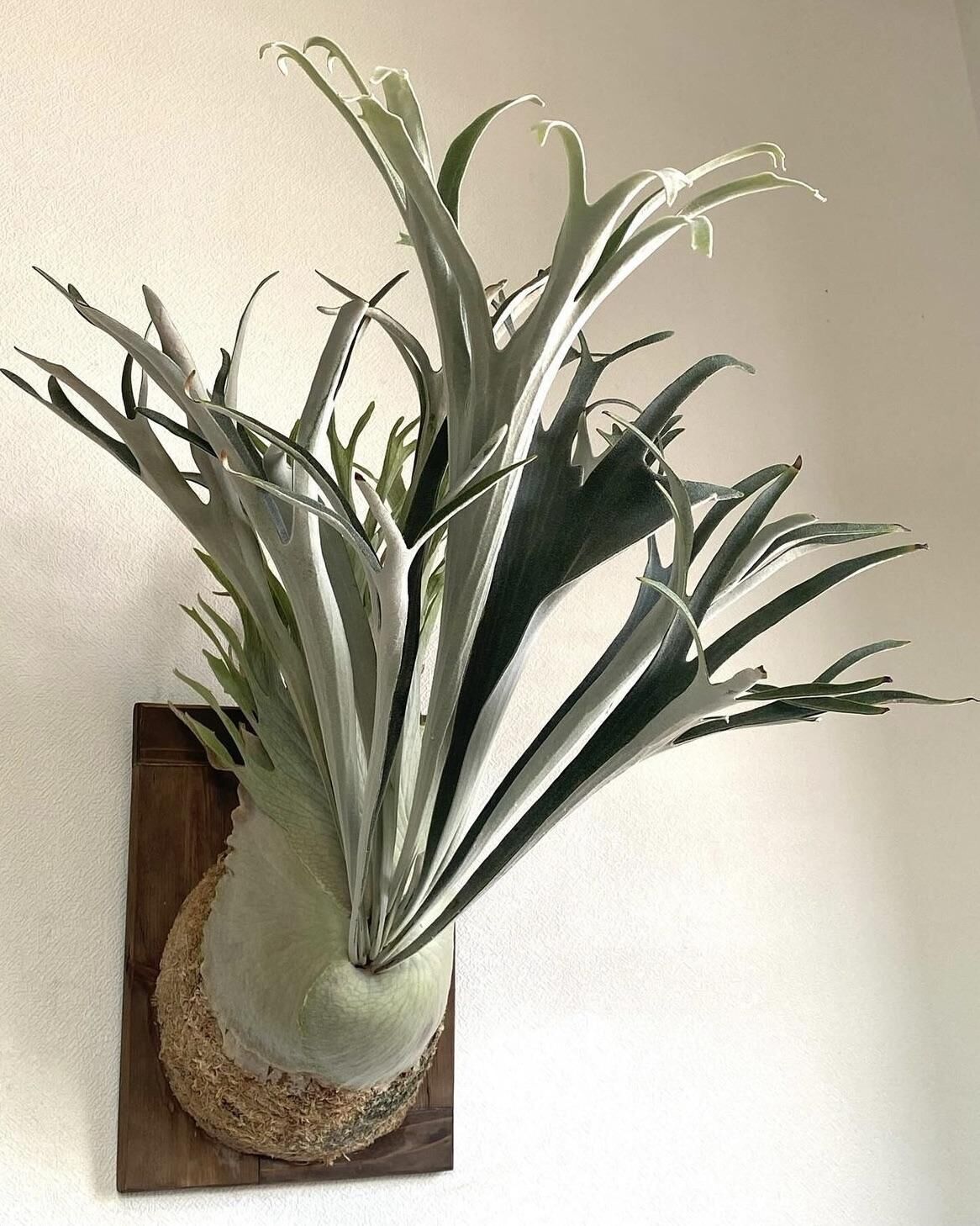 Platycerium veitchii Rockhampton