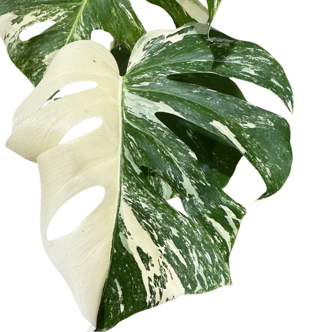 Varigated Monstera deliciosa v. borsigiana 'Albo' Plant B plant