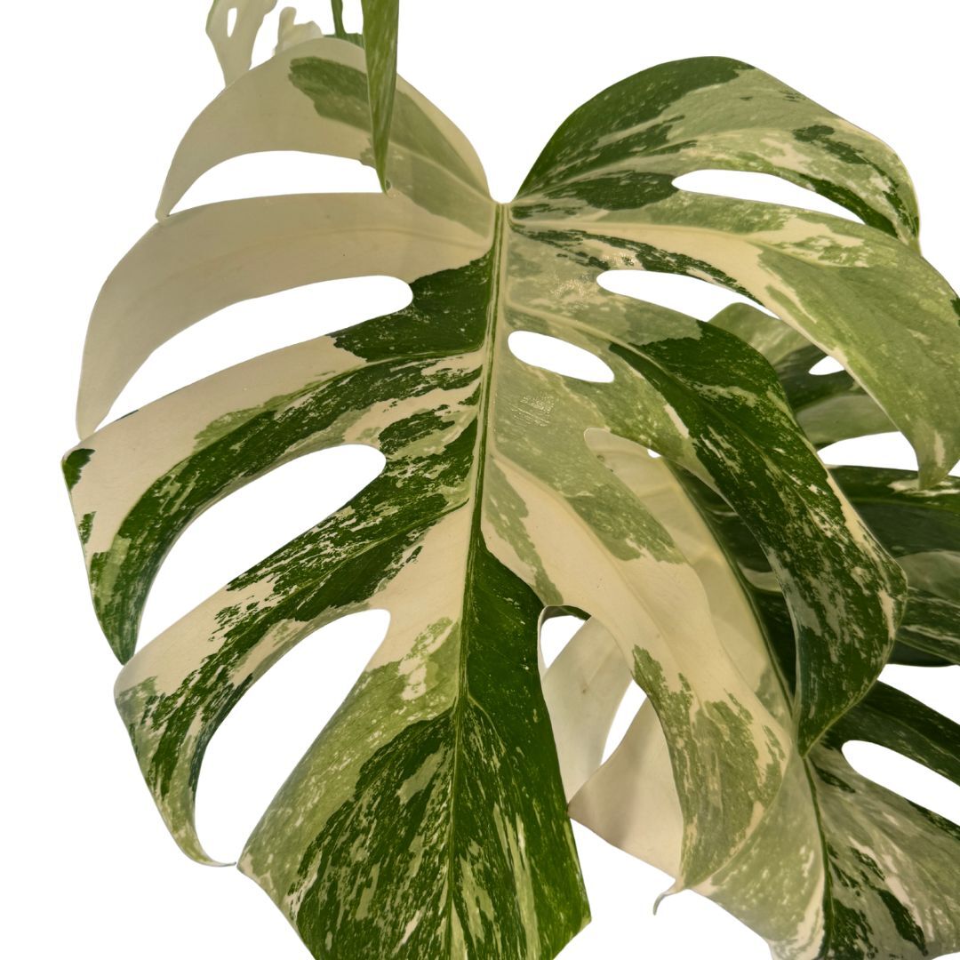 Varigated Monstera deliciosa v. borsigiana 'Albo' Plant A
