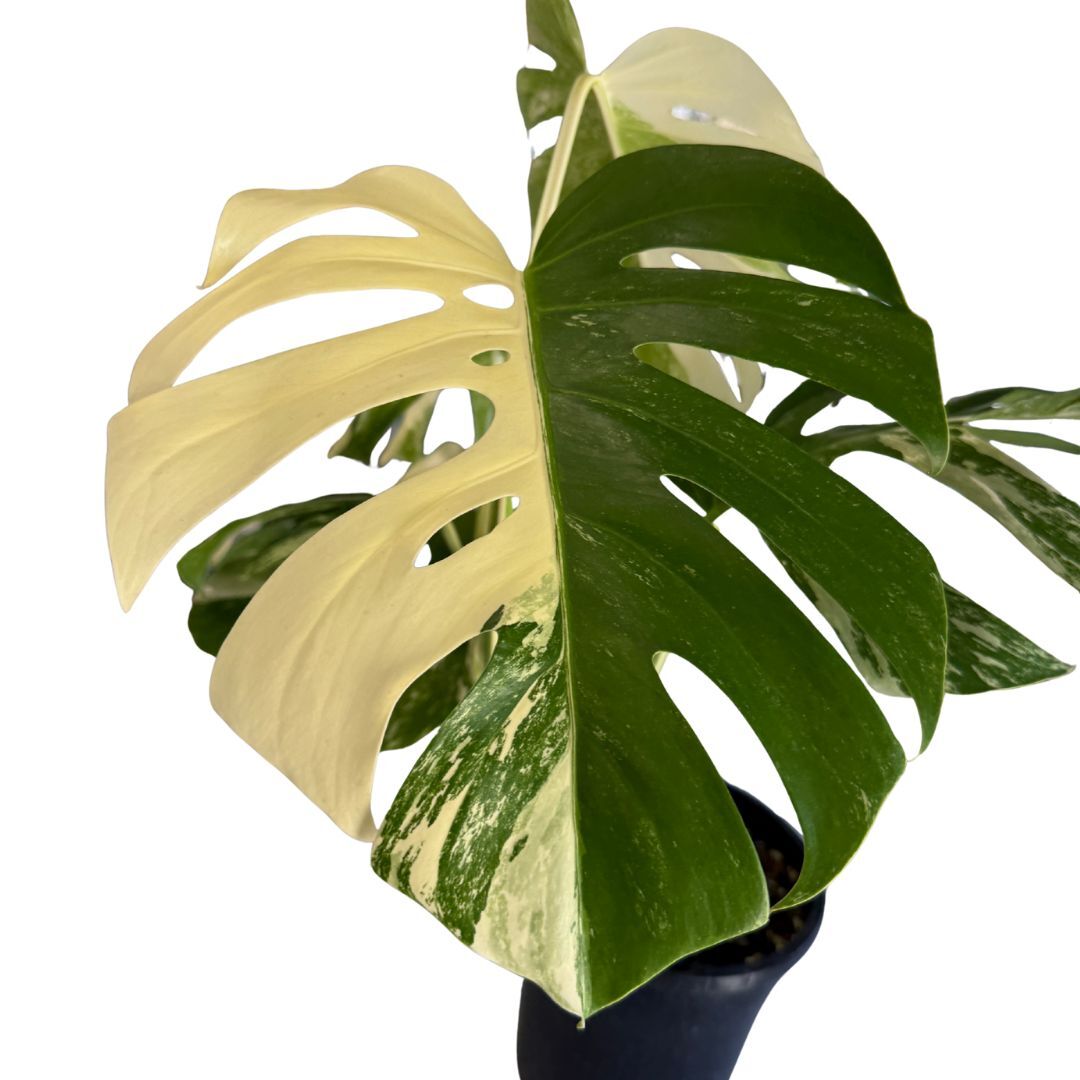 Varigated Monstera deliciosa v. borsigiana 'Albo' Plant A