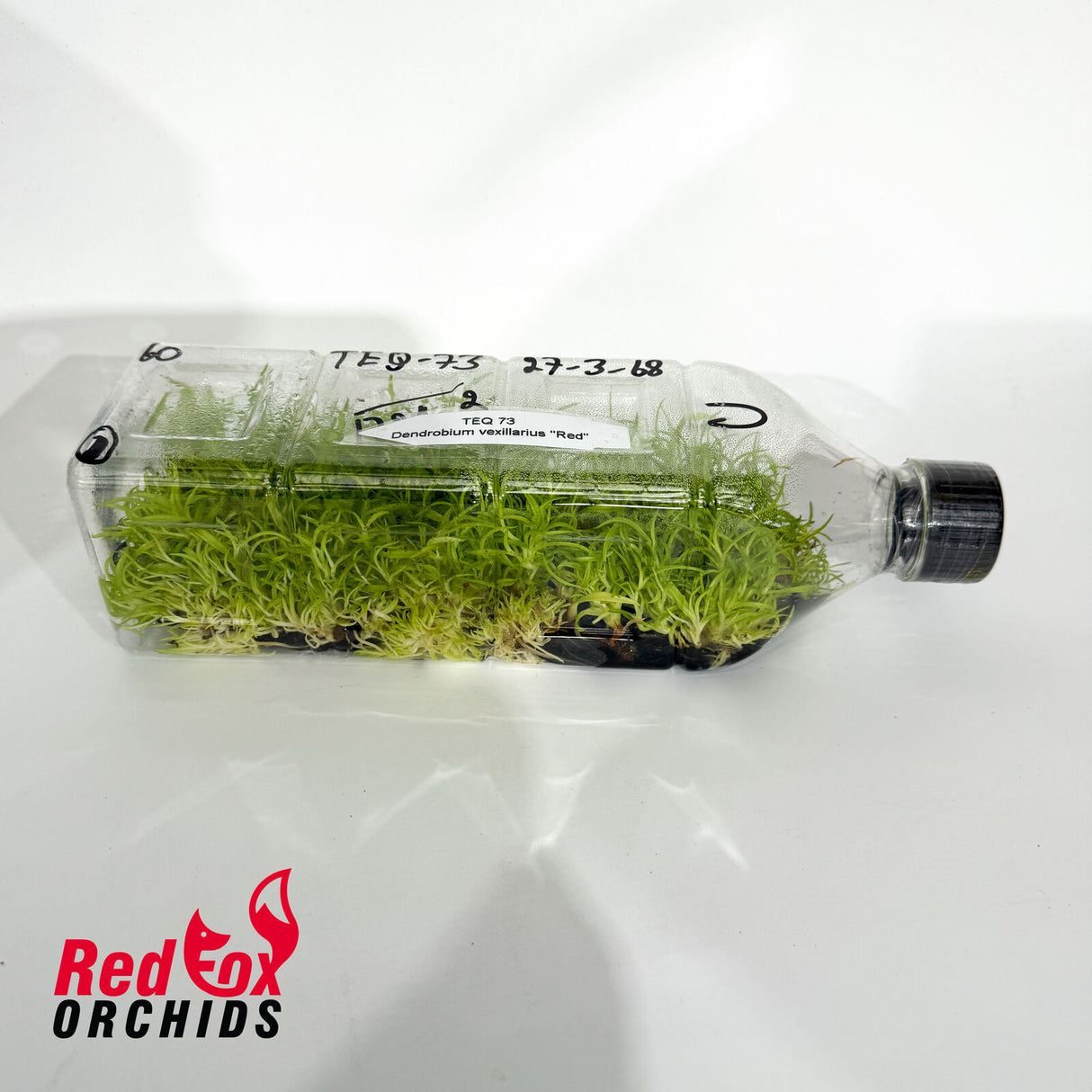 Dendrobium vexillarius 'Red' Flask