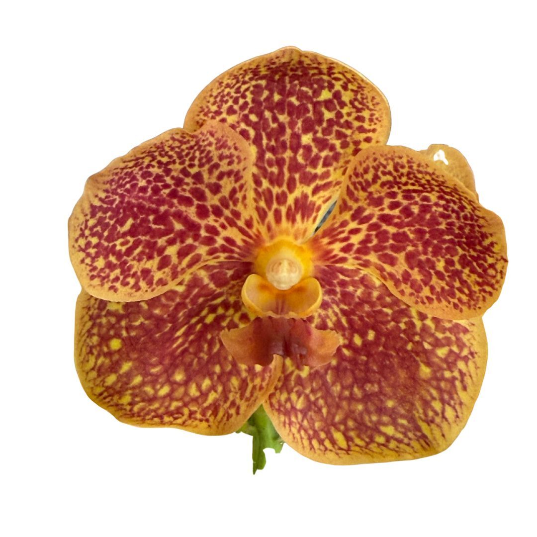 Vanda (Madame rattana X V. chavananand X V. suksamran spots) X (v. Blitz heartthrob X Ascda. gua chia long)