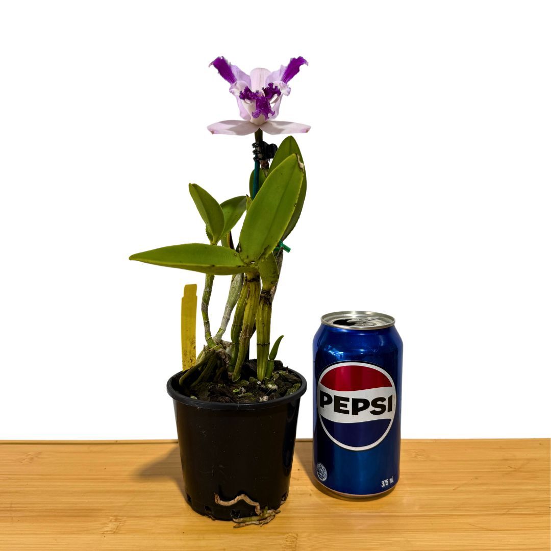 Cattleya Intermedia var. orlata 'Beauty Newk'