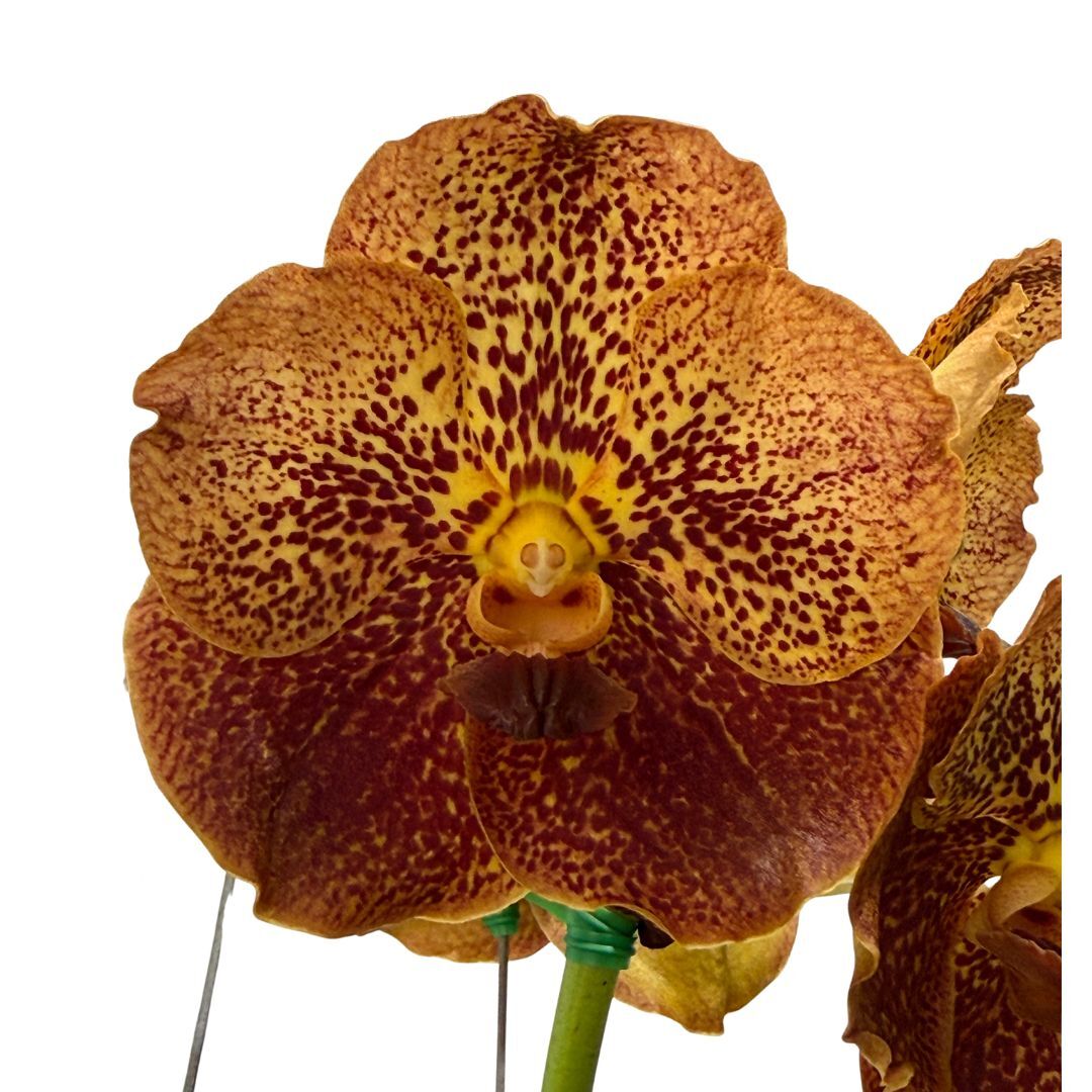 Vanda Pakchong Gold X Vanda Suksamran