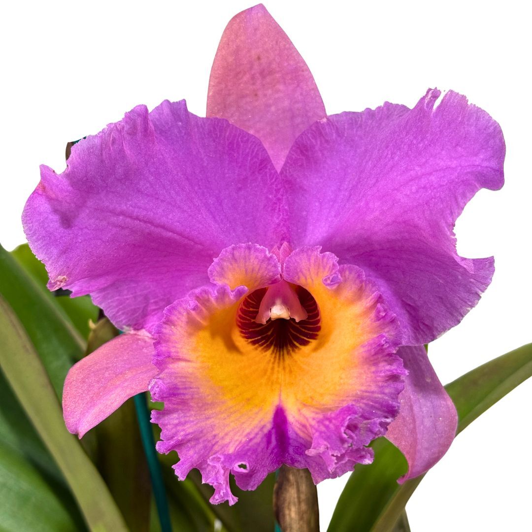 Rhyncholaelioattleya Burdekin Bells 'Rosco' X Brunswick Gem 'Coral'