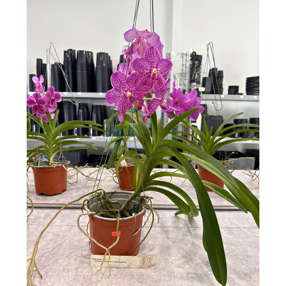 Vanda Chulee X (Vanda Gordon Dillon X Vanda Butterfly)
