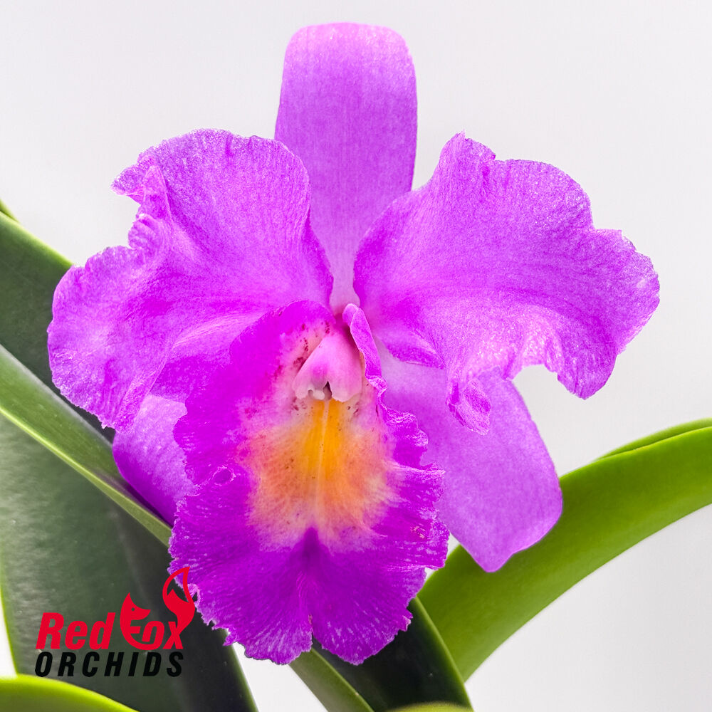 Brassolaeliocattleya Bryce Canyon X C. Narooma