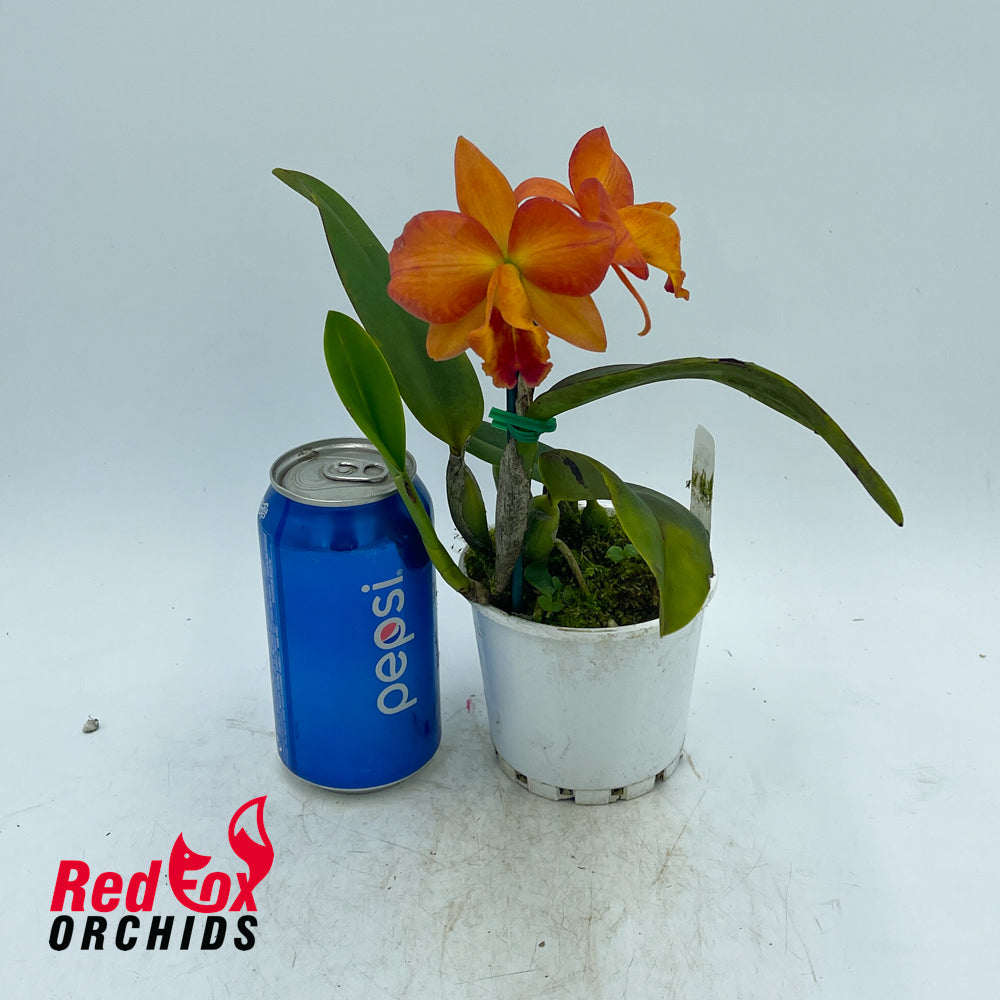 Brassolaeliocattleya Golden Tang X Slc. Fire Lighter