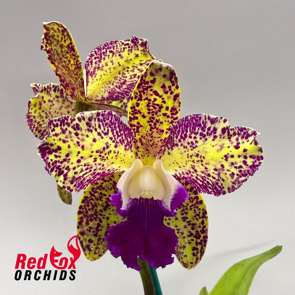 Sophrolaeliocattleya Ollies' Folly X C. Deception Drop (4n) 'Copper & Spots'