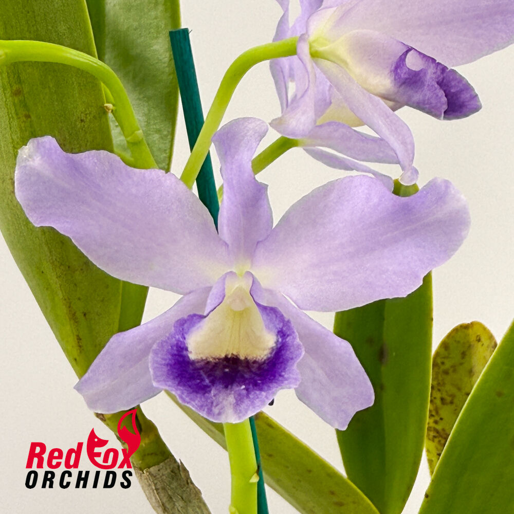 Cattleya bowringiana var. coerulea x self