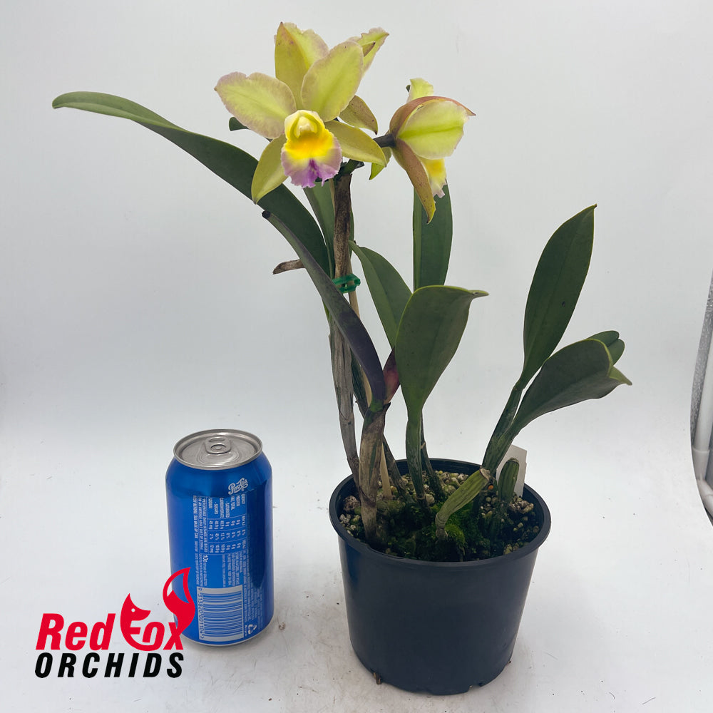 Sophrolaeliocattleya Ollies' Folly x Brassolaeliocattleya Topaz Dancer