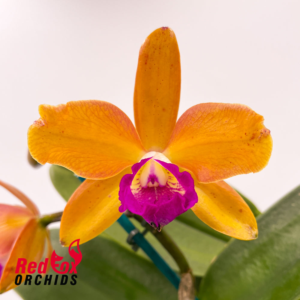 Cattleya (aclandiae x Lc. Aussie Sunset) 'Yellow Spots' x C. Deception Drop (4n) 'Copper & Spots'