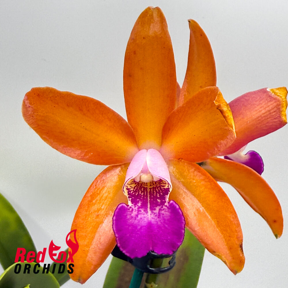 Cattleya Orchid - Cattlianthe Sundrop