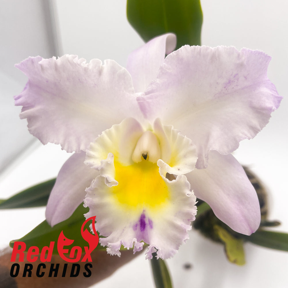 Brassolaeliocattleya California Girl x Laeliocattleya Mari's Song