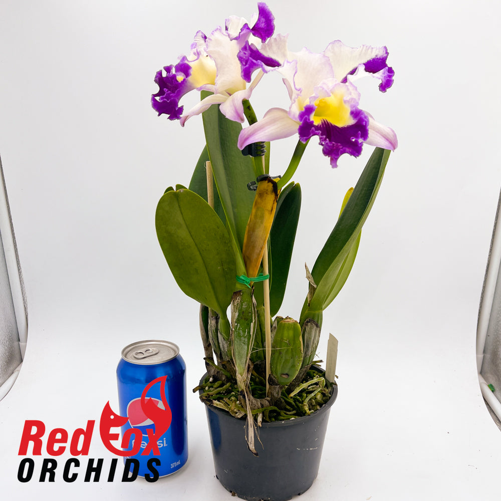 Laeliocattleya Orchid Affair 'Flirt' x Rhyncholaeliocattleya Glenn Maidment 'Southern Cross'
