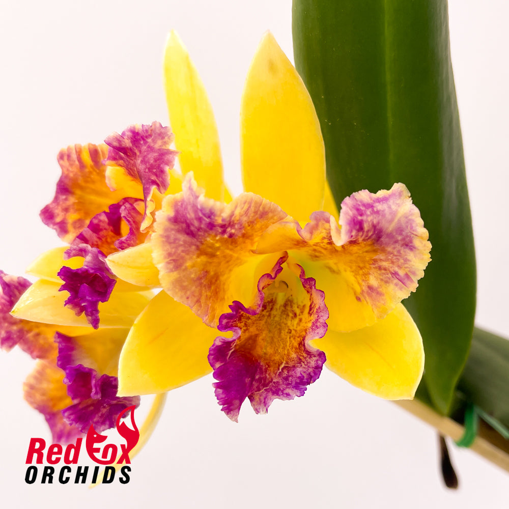 Brassolaeliocattleya Tsutung Beauty X Slc. Young-Min Orange