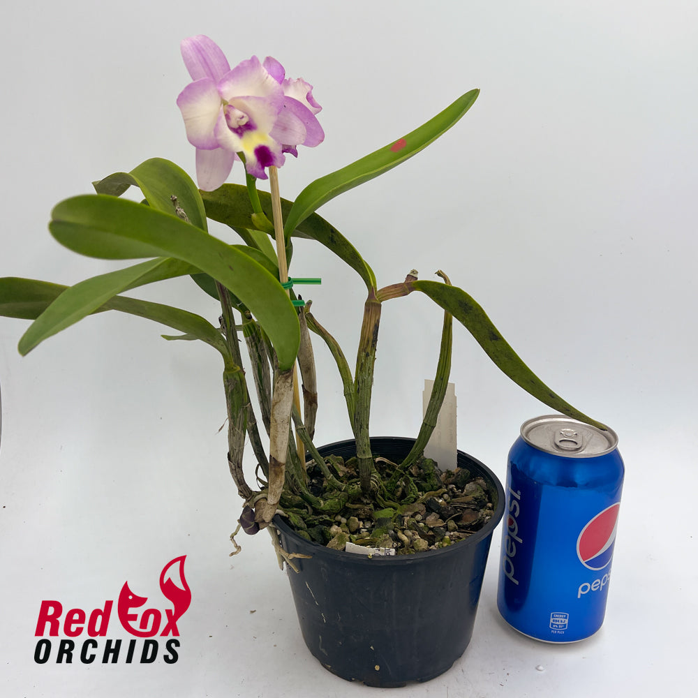 Sophrolaeliocattleya Dream Catcher (4n) 'Super Bright' x Laeliocattleya Angel Heart