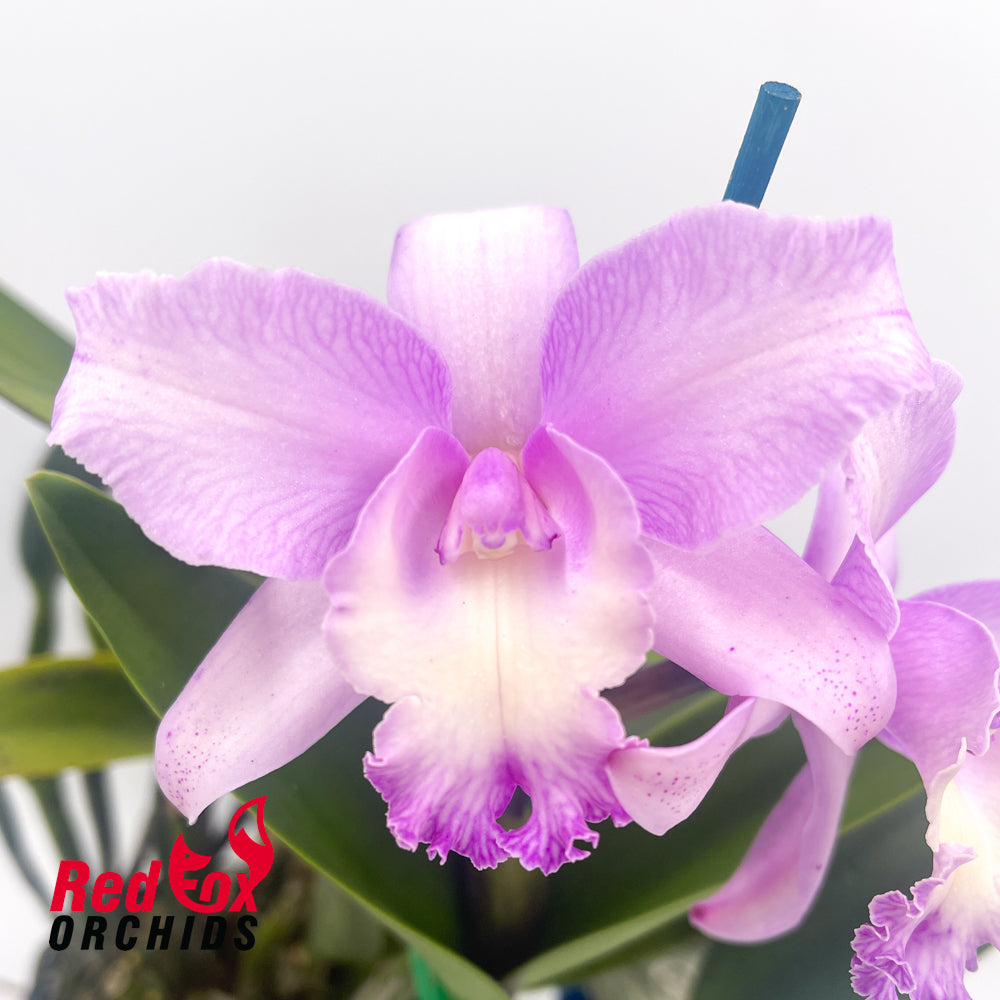 Brassolaeliocattleya Pokai Tangerine X C. intermedia aquinii