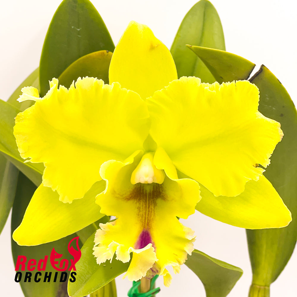 Brassolaeliocattleya Magic Meadow 'Napolean' AM/OSROC