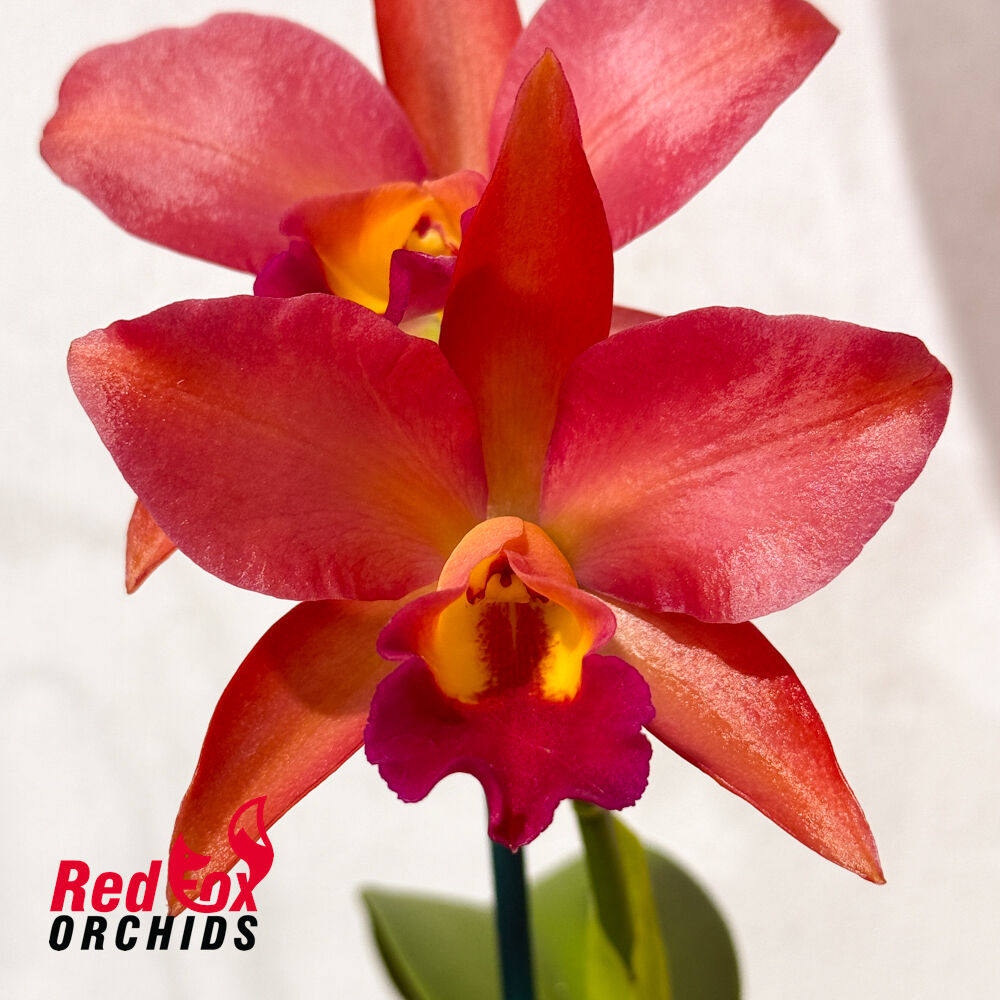 Cattlianthe Lava 'Topaz'