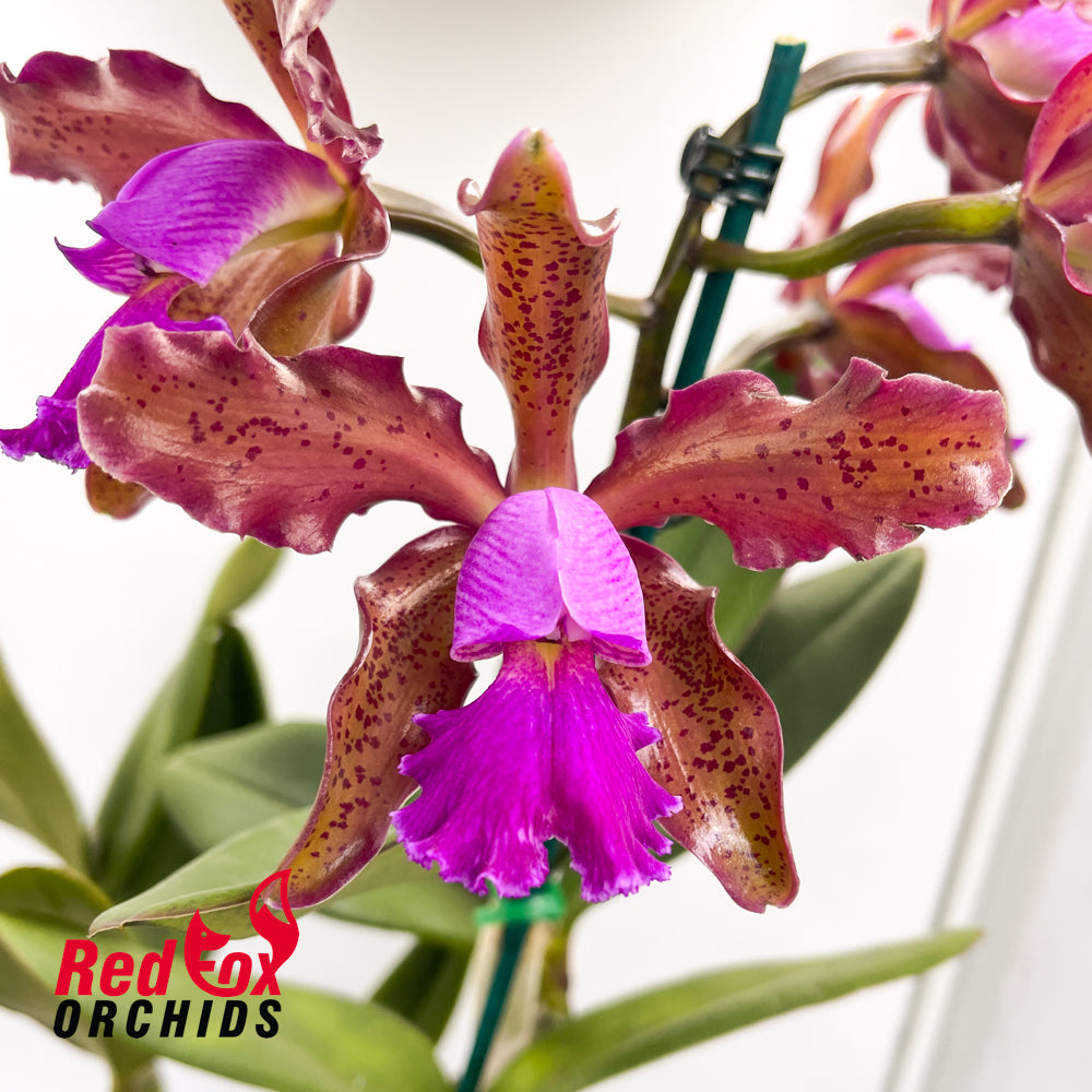 Cattleya Caudebec 'Spots' X C. schilleriana