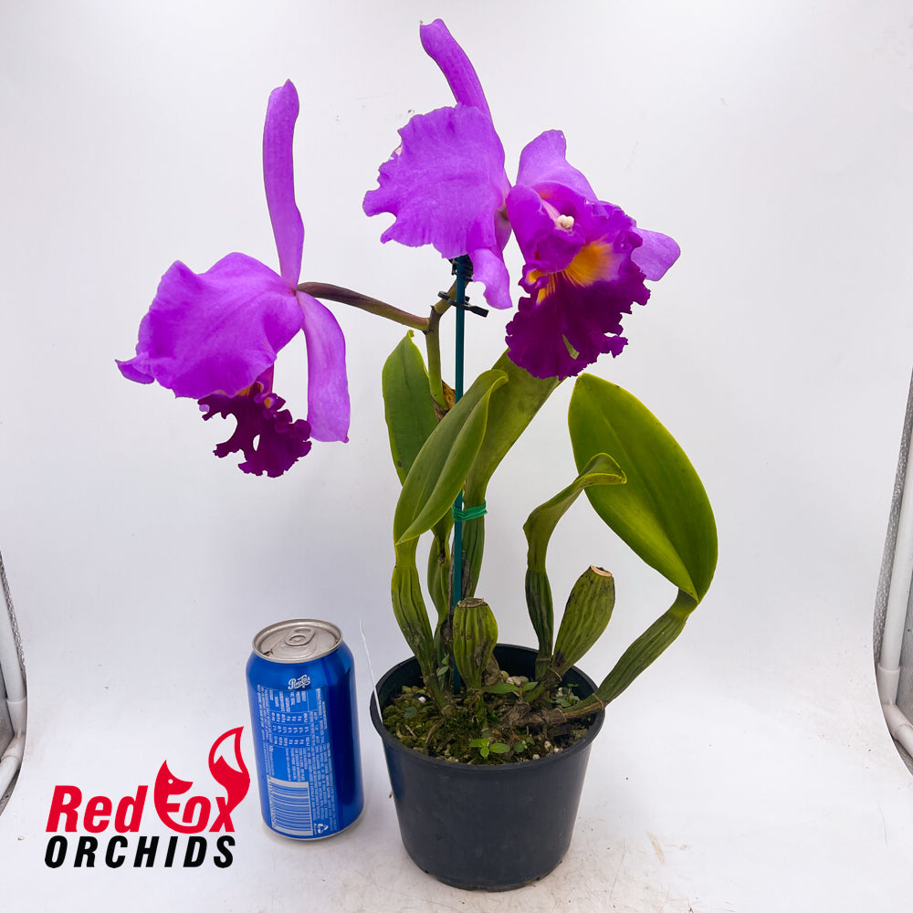 Laeliocattleya Mari's Song X Slc. Ollies' Folly